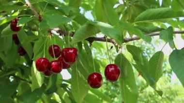 bir ağaç dalı üzerinde asılı kiraz.