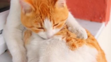 Turuncu kedi kendi kürkünü yalıyor. Sevimli kedi görüntülerini kapat..