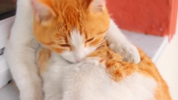 오렌지 고양이는 자신의 핥는다 귀여운 고양이의 영상을 클로즈업 — 비디오