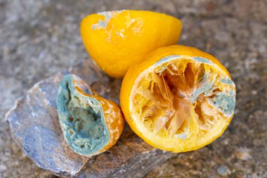 Küflü limon resmini kapat. Küf kaplı meyve. Yiyecek israfı kavramı.