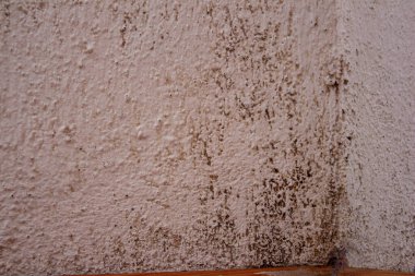 Beton duvarda küf ya da küf.