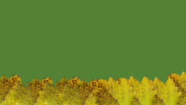 Gelbe Baumblätter Auf Grünem Bildschirm Chroma Taste Hintergrund Mit Kopierraum — Stockvideo
