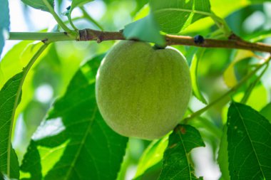 Olgunlaşmamış yeşil şeftali ağaçta asılı..