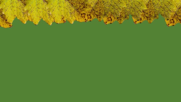 Κίτρινα Φύλλα Δέντρων Πράσινο Φόντο Χρωματικής Οθόνης Χώρο Αντιγραφής — Αρχείο Βίντεο