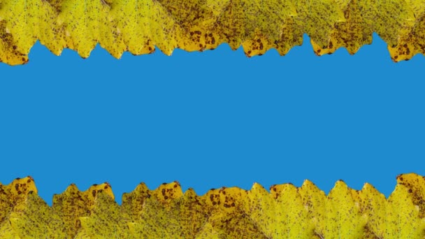 Gelbe Baumblätter Auf Chroma Schlüsselhintergrund Mit Kopierraum — Stockvideo