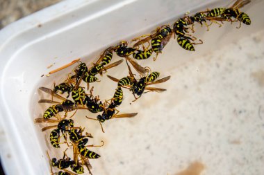 Sudaki ölü arılar.