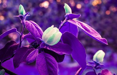 White flowers with purple leaves. Beautiful nature view. Printable wallpaper for wall art decorations.
