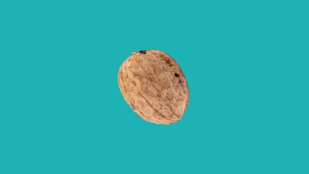 Dried Walnut Rotating Blue Background — Vídeo de Stock