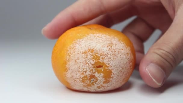 Hand Holding Moldy Mandarin Fruit Closeup Video Mildew Covered Tangerine — стоковое видео