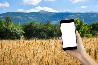 Hand holding smartphone with blank white screen. Wheat field in the background. Mockup image. Agriculture, cultivation and harvest concept.