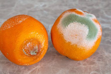 Moldy orange fruits on table. Mildew covered food. Concept of wasting food.