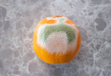 Moldy orange fruit on table. Mildew covered food. Concept of wasting food.