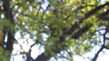 Bulanık doğa arka plan videosu. Bulanık ağaç ve güneş ışığı.