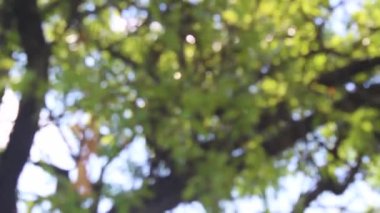 Bulanık doğa arka plan videosu. Bulanık ağaç ve güneş ışığı.