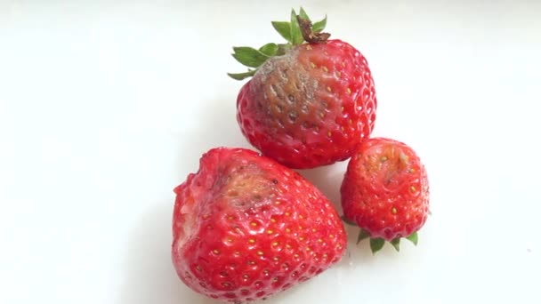 Verschimmelte Oder Faule Erdbeeren Auf Weißem Hintergrund — Stockvideo