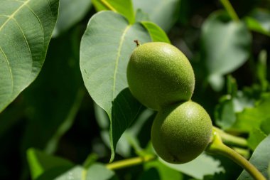 Ağaç dalında taze ceviz ve yeşil yapraklar