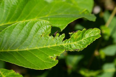 Hastalıklı bir ceviz ağacı yaprağına yakın çekim