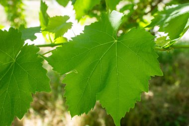 Bahçedeki bir asma yaprağına yakın çekim