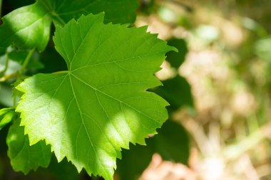 Bahçedeki bir asma yaprağına yakın çekim