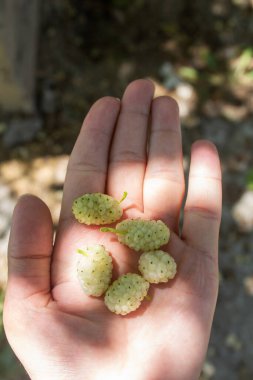 Dut bir elde, yakın plan.