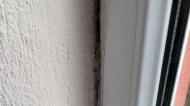 Pencere ve duvar arasındaki küflü alanlar