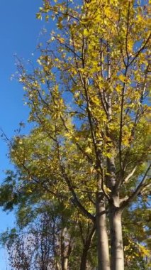 Sonbaharda sarı yapraklı bir ağacın alt görünümü, dikey arka plan videosu