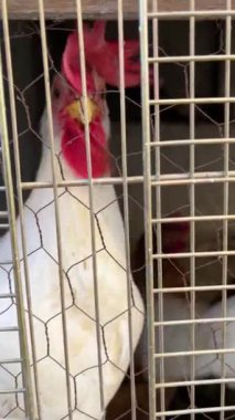 Beyaz tavuk kafesin arkasından kameraya bakıyor, tavuk kümesi.