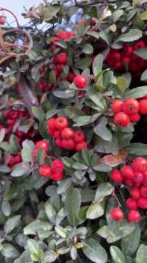 Çalı dikenli kırmızı böğürtlenler yakın çekim videosu