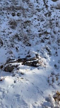 Kırsal alanda karlı bir tepe