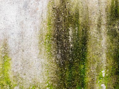 Yosun arka plan doğal desen tasarım elementi olarak beton duvar dokusunu kaplamıştı