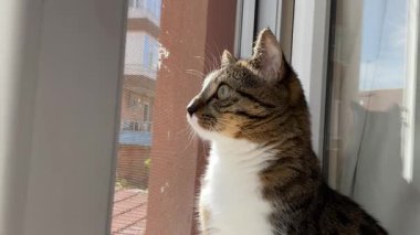 Gri bir tekir kedi merakla pencereden dışarı bakıyor.