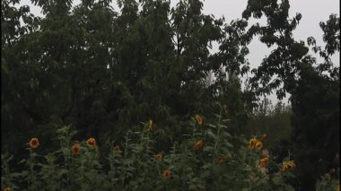 Yağmurlu, bulutlu bir gökyüzünün altındaki bahçede kiraz ağacı ve ayçiçeği