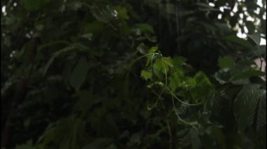 Yağmurlu bir sahnede yeşil yaprağın üzerine düşen yağmur damlaları