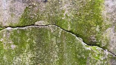 Yosun ve yosunlu yeşil duvar dokusu