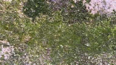 Kayaların üzerinde yosun