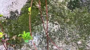 Duvarda yeşil yosun