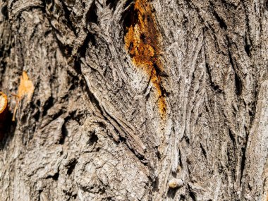 Arkaplan olarak kuru ağaç kabuğu dokusu