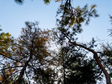 Ormandaki bir ağacın alt manzarası