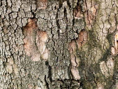 Arkaplan olarak kuru ağaç kabuğu dokusu