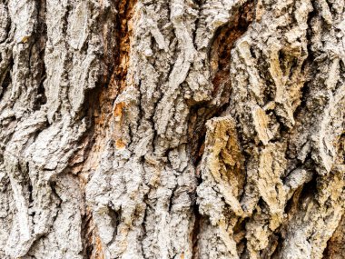 Arkaplan olarak kuru ağaç kabuğu dokusu