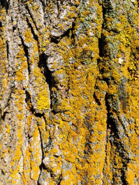 Arkaplan olarak kuru ağaç kabuğu dokusu