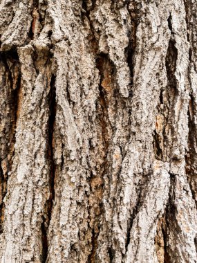 Arkaplan olarak kuru ağaç kabuğu dokusu