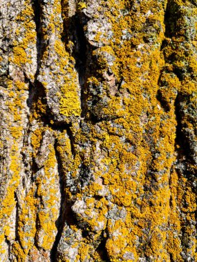 Arkaplan olarak kuru ağaç kabuğu dokusu