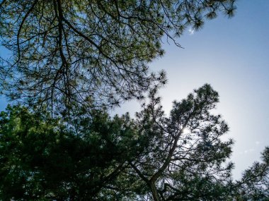 Ormandaki bir ağacın alt manzarası