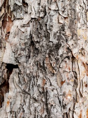 Arkaplan olarak kuru ağaç kabuğu dokusu