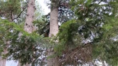 Ormanın güzel manzarası