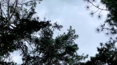 Ormanın güzel manzarası