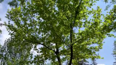 Green tree canopy with sunlight shining through branches and blue sky