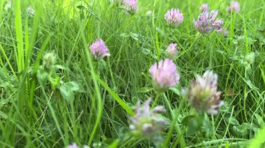 Close-up of pink clover flowers blooming in green grass meadow during spring season