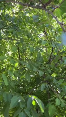 Close-up of mulberry tree leaves in summer sunlight